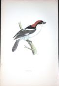 Woodchat Rev Morris Antique History of British Birds 130 Years-Old Engraving-64