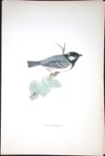 Cole Titmouse Rev Morris Antique History of British Birds 130 Years-Old Engraving-66