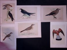Job-Lot Swallow, Pipit, Kestrel, Rev Morris Antique 170-Year-Old Bird Engravings-7