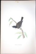 Marsh Titmouse Rev Morris Antique History of British Birds 130 Years-Old Engraving-69