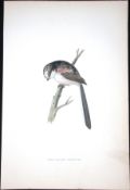 Long Tailed Titmouse Rev Morris Antique History of British Birds 130 Years-Old Engraving-70