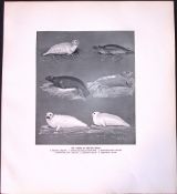 The Young of British Seals Rare Limited-Edition J.G. Millais Antique Print.