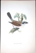 Red Backed Shrike Rev Morris Antique History of British Birds 130 Years-Old Engraving-63
