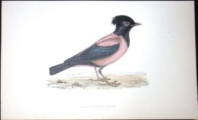 Rose Coloured Pastor Rev Morris Antique History of British Birds 130 Years-Old Engraving-81