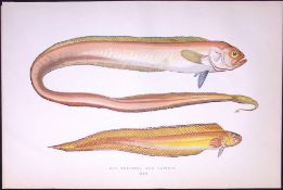 Red Band Fish Antique 1877 J. Couch Woodblock Scarce Engraving-247