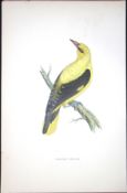 Golden Oriole Rev Morris Antique History of British Birds 130 Years-Old Engraving-95