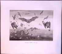 Party of Noctule Bats on The Wing Rare Limited-Edition Antique Print