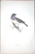 Bluebreast Rev Morris Antique History of British Birds 130 Years-Old Engraving-99