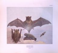 The Leisler’s Bat Rare 121 Years-Old Limited-Edition Coloured Antique Print