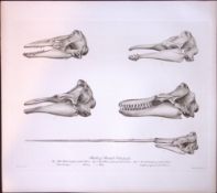 Whale Skulls & Teeth Selection Rare Limited-Edition J.G. Millais Antique Print.
