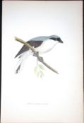 Lesser Grey Shrike Rev Morris Antique History of British Birds 130 Years-Old Engraving-62