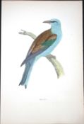 Roller Rev Morris Antique History of British Birds 130 Years-Old Engraving-75