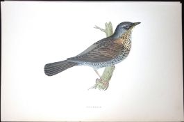 Fieldfare Rev Morris Antique History of British Birds 130 Years-Old Engraving-86
