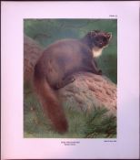 The Pine-Marten Rare Limited-Edition Coloured Antique Print