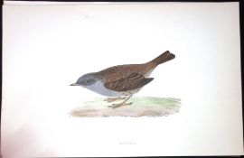 Dunnock Rev Morris Antique History of British Birds 130 Years-Old Engraving-97
