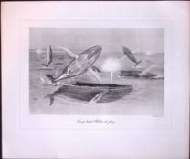 Humpback Whales at Play Fighting Rare Limited-Edition Antique Print.