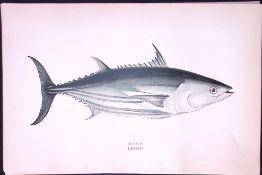 Bonito Fish Scarce Antique 1877 J. Couch Woodblock Engraving-223