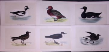 Job-Lot Duck & Petrel Species Rev Morris Antique 170-Year-Old Bird Engravings-4