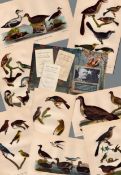 Job lot Alexander Wilson Rare American Birds Copper Plate Engravings-2