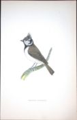 Crested Titmouse Rev Morris Antique History of British Birds 130 Years-Old Engraving-67