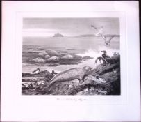 Common Seals Basking Rare 121 Years-Old Limited-Edition Antique Print