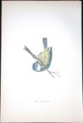 Blue Titmouse Rev Morris Antique History of British Birds 130 Years-Old Engraving-68