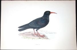 Chough Rev Morris Antique History of British Birds 130 Years-Old Engraving-77