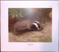 The Badger Rare Limited-Edition Antique Coloured JG Millais Print-71.