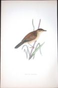 Aquatic Warbler Rev Morris Antique History of British Birds 130 Years-Old Engraving-112