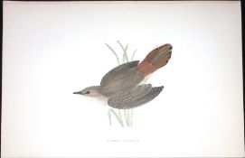 Rufous Warbler Rev Morris Antique History of British Birds 130 Years-Old Engraving-116