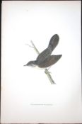 Grasshopper Warbler Rev Morris Antique History of British Birds 130 Years-Old Engraving-108