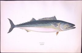 Pelamid Fish Scarce Antique 1877 J. Couch Woodblock Engraving-227