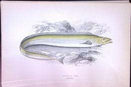 Scabbard Fish Scarce Antique 1877 J. Couch Woodblock Engraving-220