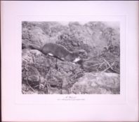 Weasel On The Move Rare 121 Years-Old Limited-Edition J.G. Millais Antique Print.