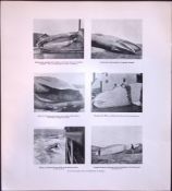 Various Large Whales In Shetland Rare Limited-Edition J.G. Millais Antique Print.