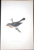 Red Flycatcher Rev Morris Antique History of British Birds 130 Years-Old Engraving-73
