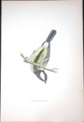 Great Titmouse Rev Morris Antique History of British Birds 130 Years-Old Engraving-65