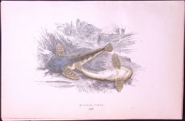 Millers-Thumb Fish Scarce Antique 1877 J. Couch Woodblock Engraving-204