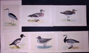 Job-Lot Heron, Teal, Goose, Wigeon Rev Morris Antique 170-Year-Old Bird Engravings-9