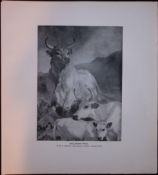 Chillingham Cattle Rare JG Millais Limited-Edition J.G. Millais Antique Print.