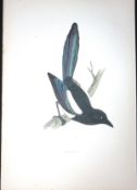 Magpie Rev Morris Antique History of British Birds 130 Years-Old Engraving-78