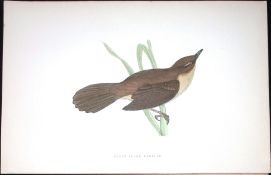 Great Sedge Warbler Rev Morris Antique History of British Birds 130 Years-Old Engraving-115