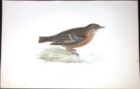 Alpine Warbler Rev Morris Antique History of British Birds 130 Years-Old Engraving-96