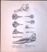 Skulls Odontoceti or Toothed Whales Rare Limited-Edition Antique Print 2.