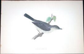 Barred Warbler Rev Morris Antique History of British Birds 130 Years-Old Engraving-118