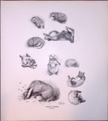 Studies Of Badgers Rare 121 Years-Old Limited-Edition J.G. Millais Antique Print.
