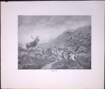 Fighting Stag Driven Out Rare 121 Years-Old Limited-Edition JG Millais Antique Print.