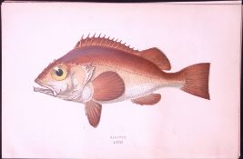 Bergylt Fish Scarce Antique 1877 J. Couch Woodblock Engraving-202
