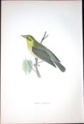 Wood Warbler Rev Morris Antique History of British Birds 130 Years-Old Engraving-124