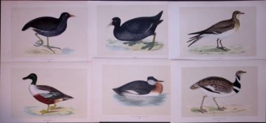 Job-Lot Grebe, Shoveler, Moor-Hen, Coot, Rev Morris Antique 170-Year-Old Bird Engravings-8